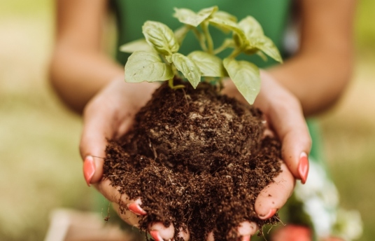 seguros-sura-como-sembrar-un-arbol-pasos-para-lograrlo-con-exito-imagen