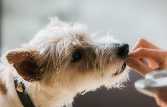 seguros-sura-como-lograr-que-tu-mascota-tenga-una-alimentacion-balanceada-imagen