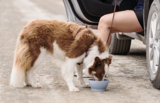 seguros-sura-como-viajar-con-mascotas-de-manera-comoda-y-segura-imagen