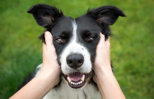 seguros-sura-cuida-la-salud-mental-de-tu-mascota-durante-la-cuarentena