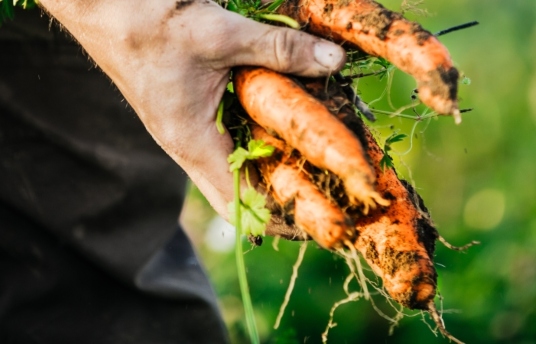seguros-sura-empresa-seguridad-salud-laboral-agricultura