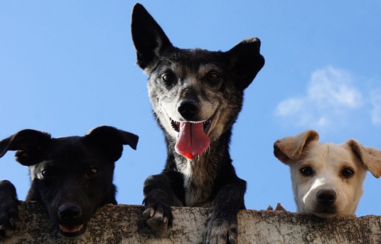 seguros-sura-bienestar-mascotas