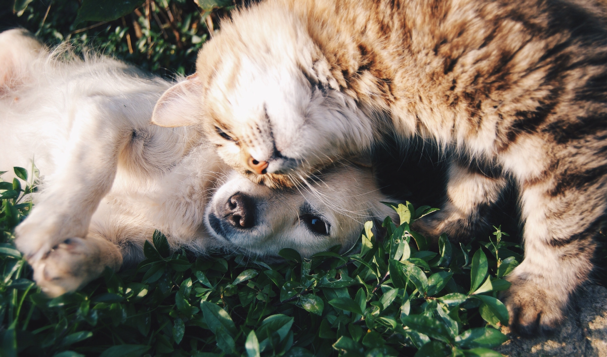 Tendencia pet friendly