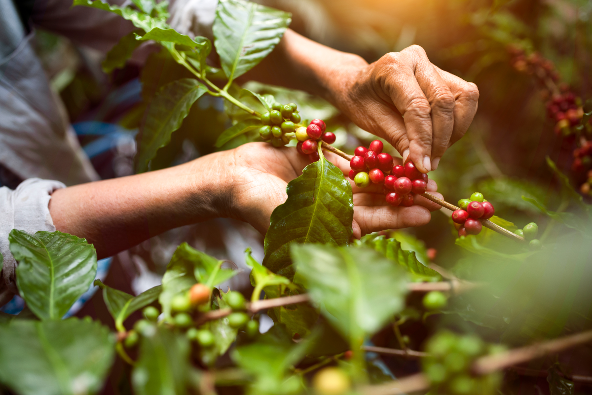 Café colombiano